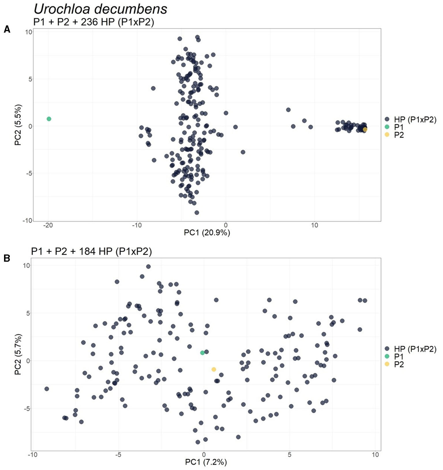 Principal component analysis of Urochloa decumbens. Above, 236 progeny where contaminants pull a separate cluster along PC1. Below, the same population after removal: 184 progeny, parents centred, the false structure gone.
