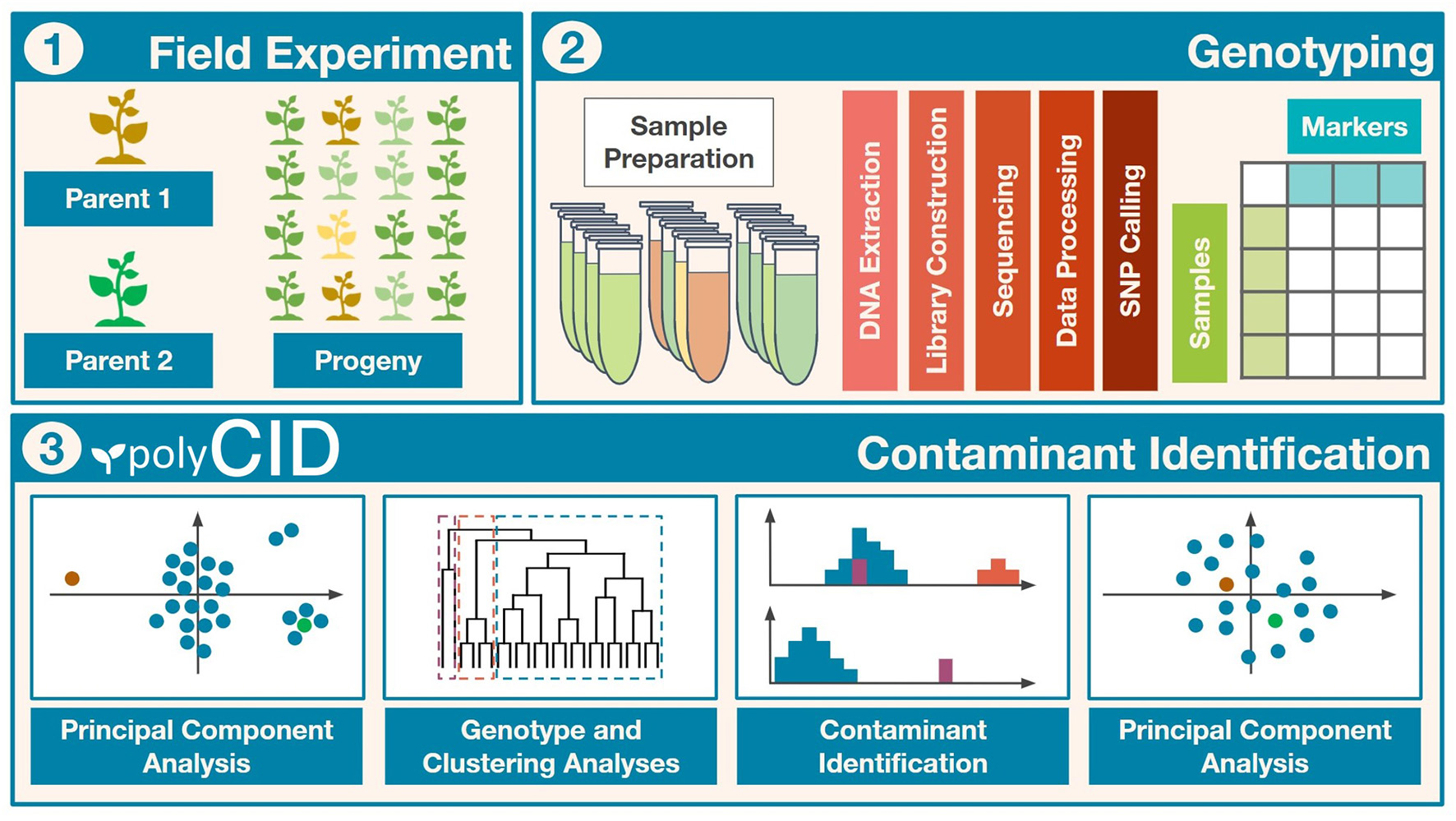 The polyCID pipeline: a field experiment and genotyping feed a contaminant-identification stage that combines principal component analysis, genotype and clustering analyses.