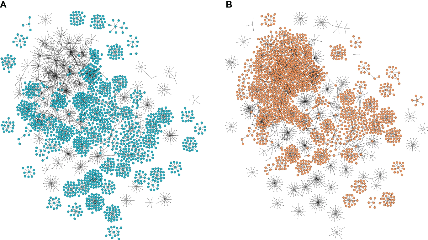 Two co-expression networks built around the selected genes, each retaining first and second neighbours from the global network. Dense hub clusters separate from sparse peripheral ones.