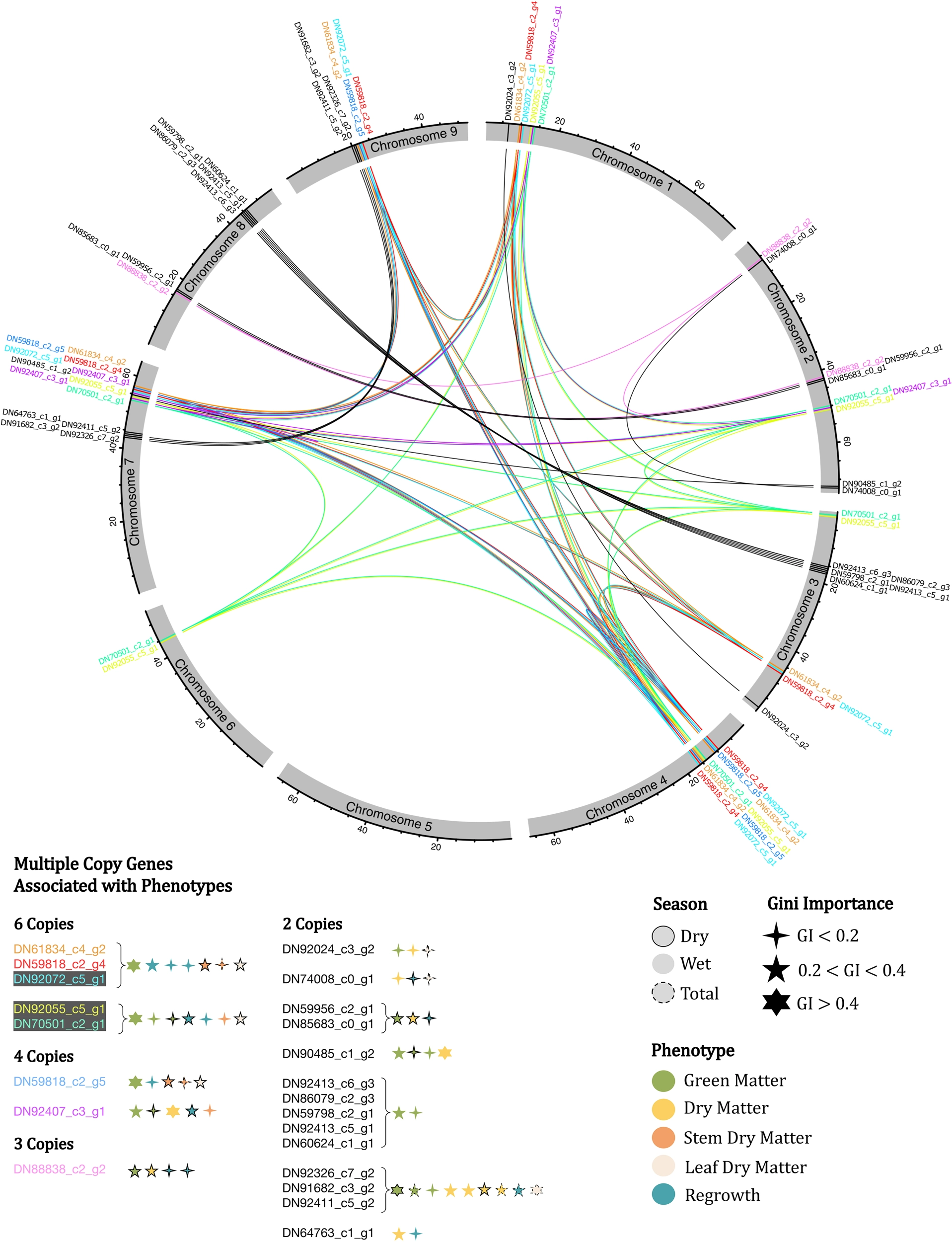 Multiple-copy genes associated with the five phenotypes, mapped across the nine chromosomes of Urochloa ruziziensis and ranked by Gini importance.
