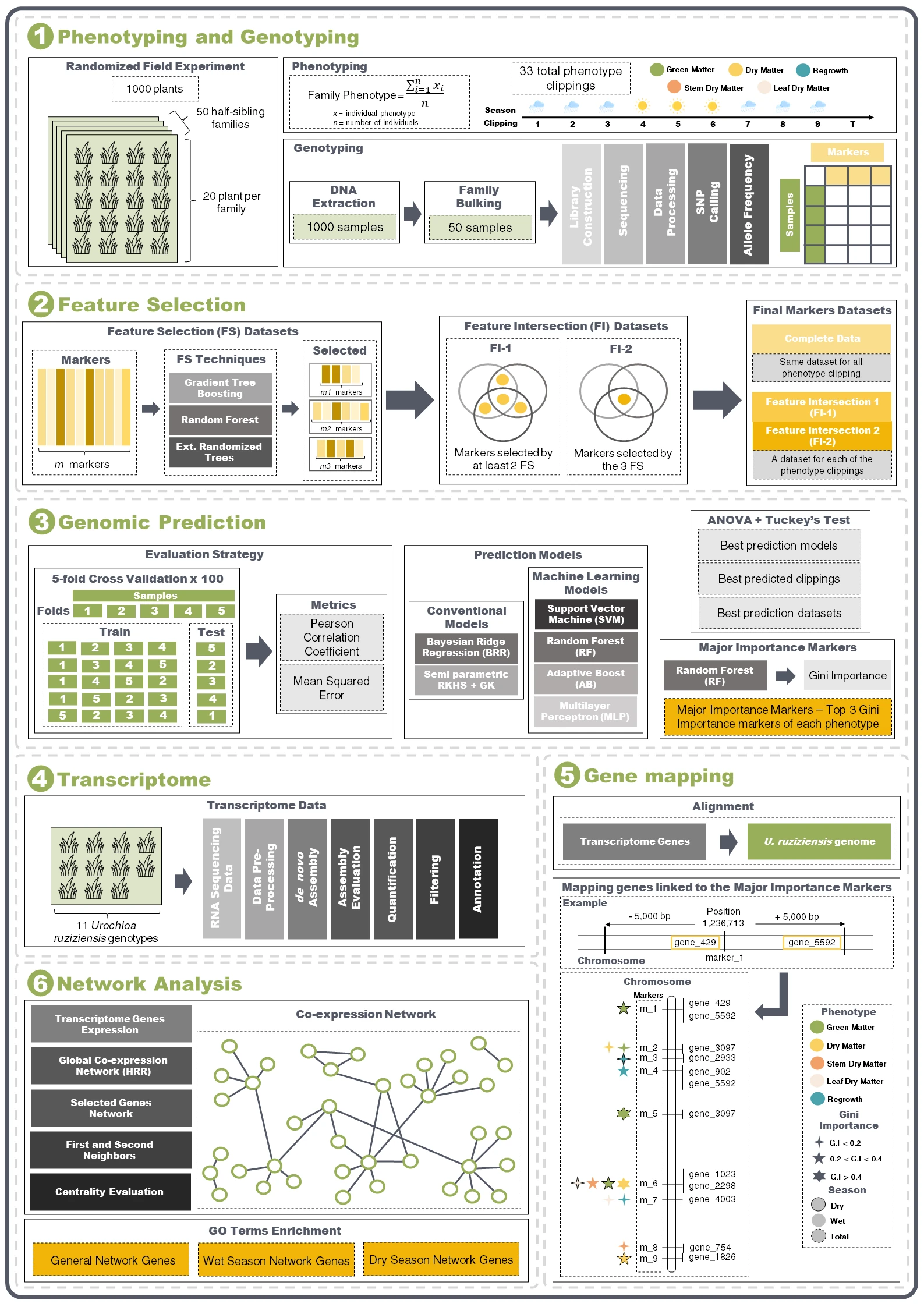 The six stages of the study: phenotyping and genotyping of 50 half-sibling families, feature selection by three algorithms, genomic prediction across conventional and machine-learning models, de novo transcriptome assembly, gene mapping, and co-expression network analysis.